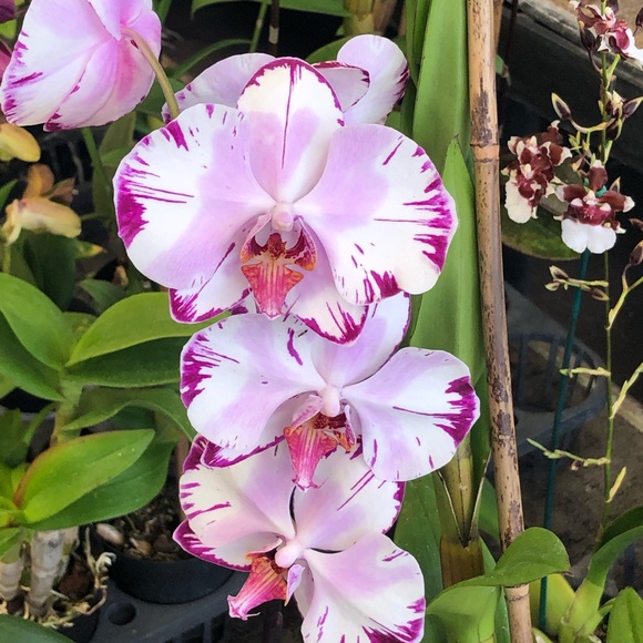 Meet your Posher, MzOrangie - Picture 3 of 3